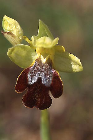 Ophrys forestieri \ Braune Ragwurz / Dull Orchid, Sizilien/Sicily,  Canicattini 7.3.2003 (Photo: Helmut Presser)