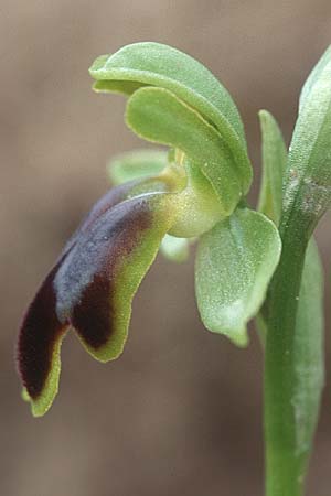 Ophrys sabulosa \ Sabulosa-Ragwurz / Sabulosa Bee Orchid (?), Sizilien/Sicily,  Niscemi 31.3.1998 