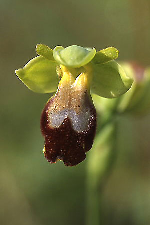 Ophrys forestieri \ Braune Ragwurz / Dull Orchid, Sizilien/Sicily,  Niscemi 2.3.2003 (Photo: Helmut Presser)