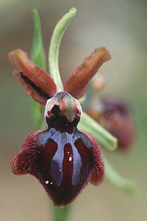 Ophrys garganica subsp. garganica \ Gargano-Ragwurz / Gargano Bee Orchid, Sizilien/Sicily,  Passo delle Pantanelle 31.3.1998 