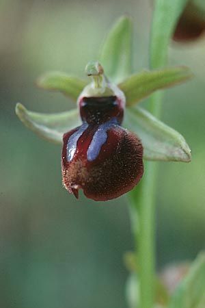 Ophrys incubacea \ Schwarze Ragwurz / Black Spider Orchid, Sizilien/Sicily,  Monte Grosso 12.4.1999 