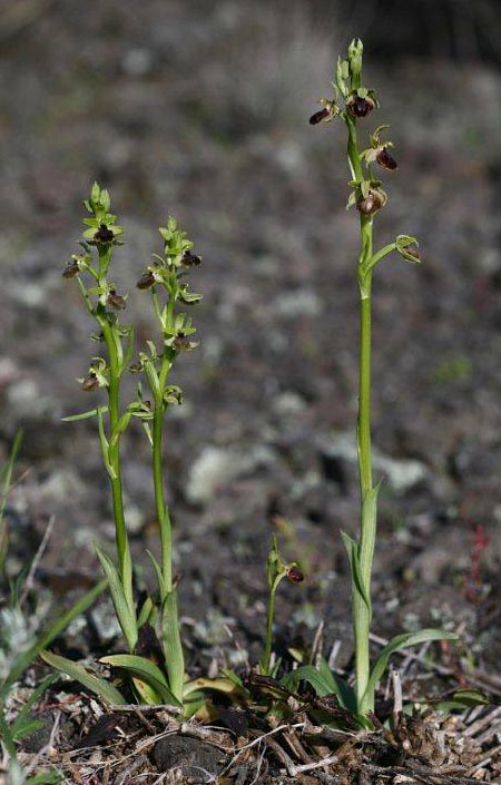 Ophrys sphegodes subsp. grassoana \ Ätna-Spinnen-Ragwurz, Sizilien,  Linguaglossa 12.4.2012 (Photo: Helmut Presser)