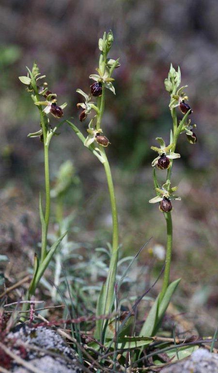 Ophrys sphegodes subsp. grassoana \ Ätna-Spinnen-Ragwurz, Sizilien,  Linguaglossa 12.4.2012 (Photo: Helmut Presser)