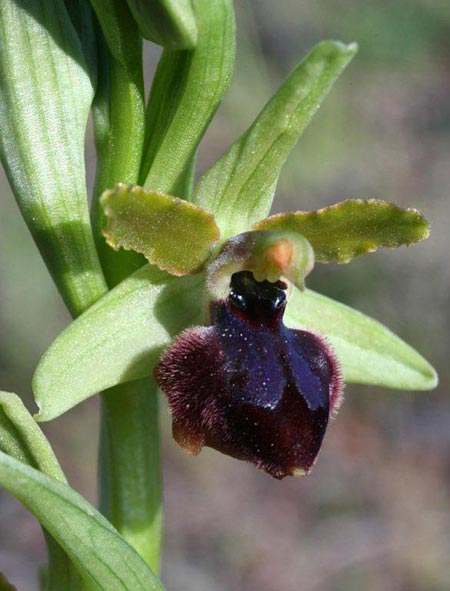 Ophrys sphegodes subsp. grassoana \ Ätna-Spinnen-Ragwurz / Etna Spider Orchid, Sizilien/Sicily,  Linguaglossa 12.4.2012 (Photo: Helmut Presser)