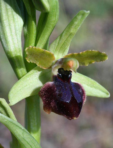 Ophrys sphegodes subsp. grassoana \ Ätna-Spinnen-Ragwurz, Sizilien,  Linguaglossa 12.4.2012 (Photo: Helmut Presser)