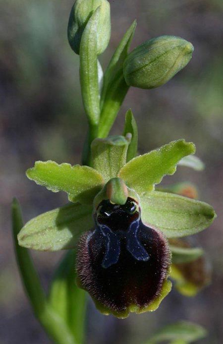 Ophrys sphegodes subsp. grassoana \ Ätna-Spinnen-Ragwurz, Sizilien,  Linguaglossa 12.4.2012 (Photo: Helmut Presser)