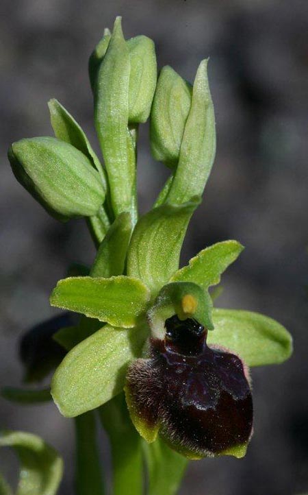 Ophrys sphegodes subsp. grassoana \ Ätna-Spinnen-Ragwurz, Sizilien,  Linguaglossa 12.4.2012 (Photo: Helmut Presser)