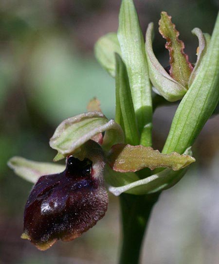 Ophrys sphegodes subsp. grassoana \ Ätna-Spinnen-Ragwurz, Sizilien,  Linguaglossa 12.4.2012 (Photo: Helmut Presser)