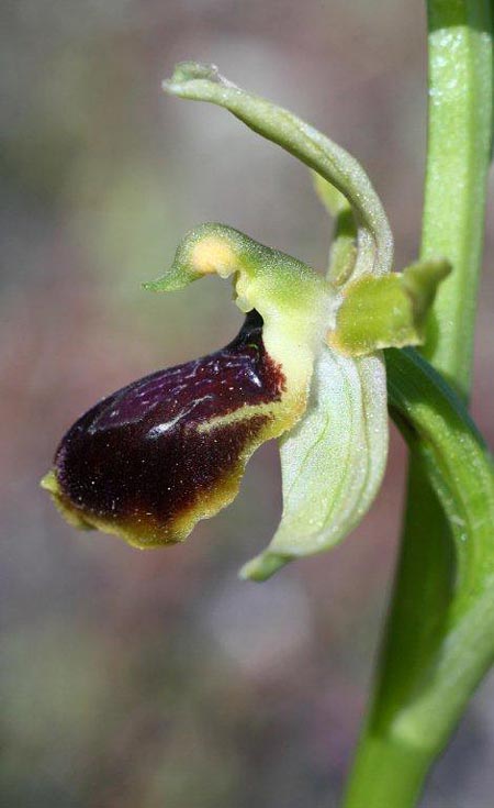 Ophrys sphegodes subsp. grassoana \ Ätna-Spinnen-Ragwurz / Etna Spider Orchid, Sizilien/Sicily,  Linguaglossa 12.4.2012 (Photo: Helmut Presser)
