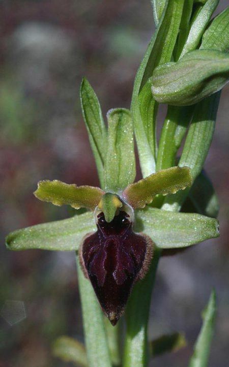 Ophrys sphegodes subsp. grassoana \ Ätna-Spinnen-Ragwurz / Etna Spider Orchid, Sizilien/Sicily,  Linguaglossa 12.4.2012 (Photo: Helmut Presser)