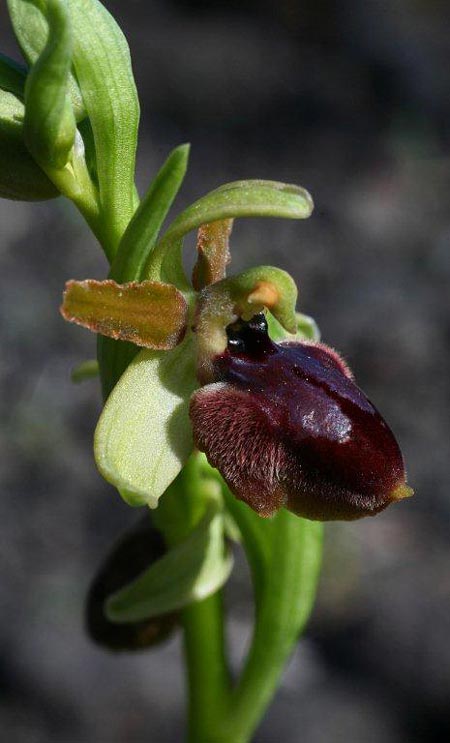 Ophrys sphegodes subsp. grassoana \ Ätna-Spinnen-Ragwurz / Etna Spider Orchid, Sizilien/Sicily,  Linguaglossa 12.4.2012 (Photo: Helmut Presser)