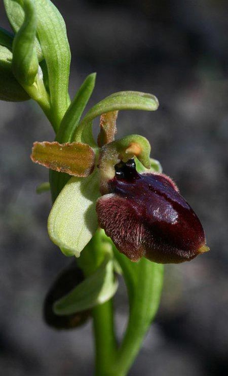 Ophrys sphegodes subsp. grassoana \ Ätna-Spinnen-Ragwurz, Sizilien,  Linguaglossa 12.4.2012 (Photo: Helmut Presser)