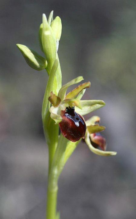 Ophrys sphegodes subsp. grassoana \ Ätna-Spinnen-Ragwurz / Etna Spider Orchid, Sizilien/Sicily,  Linguaglossa 12.4.2012 (Photo: Helmut Presser)