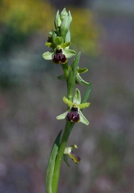 Ophrys sphegodes subsp. grassoana \ Ätna-Spinnen-Ragwurz, Sizilien,  Linguaglossa 12.4.2012 (Photo: Helmut Presser)