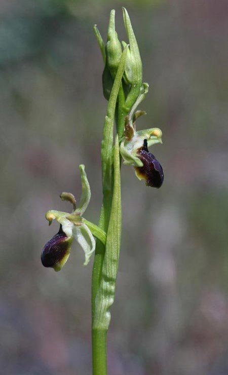 Ophrys sphegodes subsp. grassoana \ Ätna-Spinnen-Ragwurz / Etna Spider Orchid, Sizilien/Sicily,  Linguaglossa 12.4.2012 (Photo: Helmut Presser)