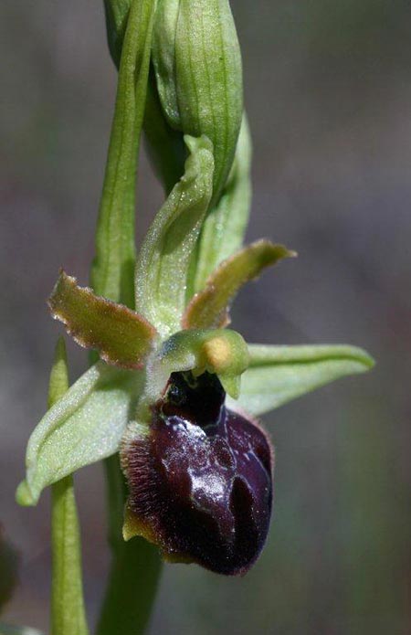 Ophrys sphegodes subsp. grassoana \ Ätna-Spinnen-Ragwurz / Etna Spider Orchid, Sizilien/Sicily,  Linguaglossa 12.4.2012 (Photo: Helmut Presser)