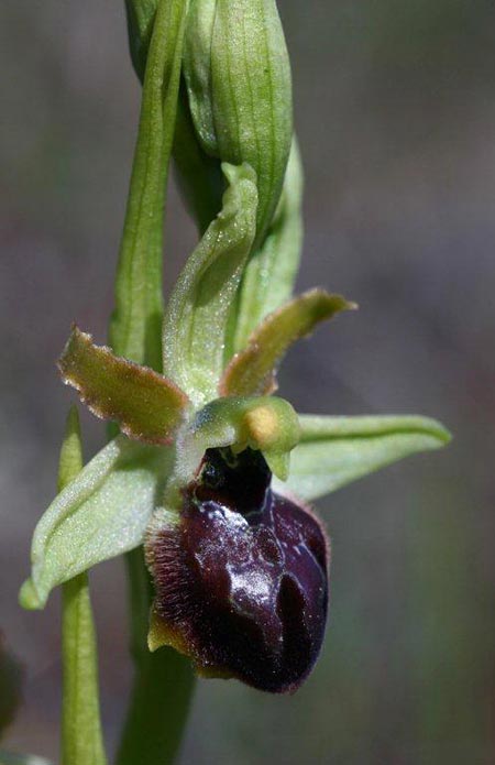 Ophrys sphegodes subsp. grassoana \ Ätna-Spinnen-Ragwurz, Sizilien,  Linguaglossa 12.4.2012 (Photo: Helmut Presser)