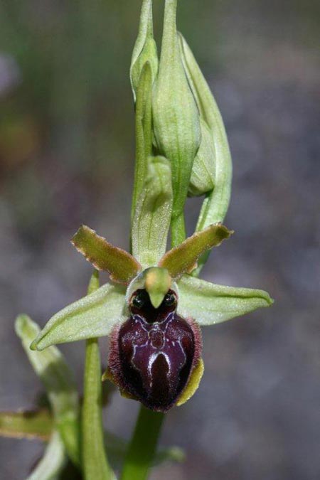 Ophrys sphegodes subsp. grassoana \ Ätna-Spinnen-Ragwurz, Sizilien,  Linguaglossa 12.4.2012 (Photo: Helmut Presser)