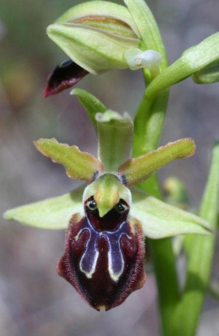 Ophrys sphegodes subsp. grassoana \ Ätna-Spinnen-Ragwurz, Sizilien,  Linguaglossa 12.4.2012 (Photo: Helmut Presser)