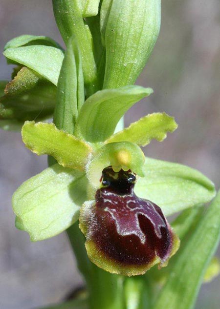Ophrys sphegodes subsp. grassoana \ Ätna-Spinnen-Ragwurz / Etna Spider Orchid, Sizilien/Sicily,  Linguaglossa 12.4.2012 (Photo: Helmut Presser)