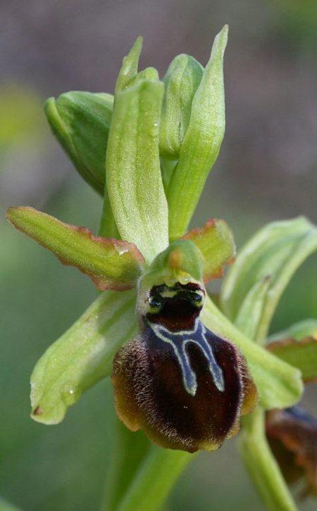 Ophrys sphegodes subsp. grassoana \ Ätna-Spinnen-Ragwurz, Sizilien,  Linguaglossa 12.4.2012 (Photo: Helmut Presser)