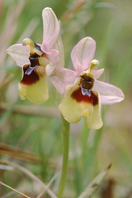 Ophrys grandiflora \ Großblütige Wespen-Ragwurz / Sicilian Sawfly Orchid, Sizilien/Sicily,  Palermo,Monte Catalfano 30.3.1998 