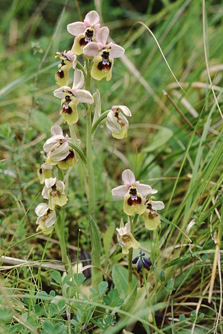 Ophrys grandiflora \ Großblütige Wespen-Ragwurz, Sizilien,  Palermo,Monte Catalfano 30.3.1998 