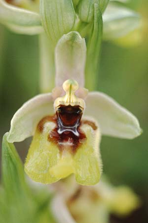 Ophrys grandiflora \ Großblütige Wespen-Ragwurz / Sicilian Sawfly Orchid, Sizilien/Sicily,  Ferla 1.4.1998 