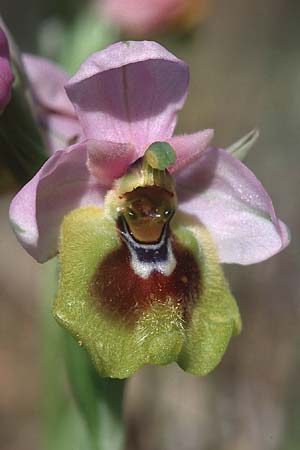 Ophrys grandiflora \ Großblütige Wespen-Ragwurz / Sicilian Sawfly Orchid, Sizilien/Sicily,  Niscemi 11.3.2002 