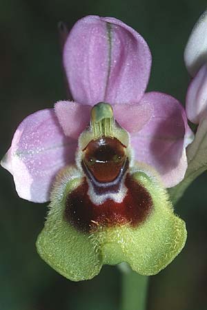 Ophrys grandiflora \ Großblütige Wespen-Ragwurz / Sicilian Sawfly Orchid, Sizilien/Sicily,  Niscemi 11.3.2002 