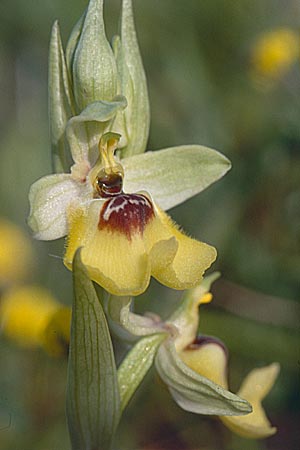 Ophrys lacaitae \ Lacaitas Ragwurz, Sizilien,  Ferla 27.4.1998 