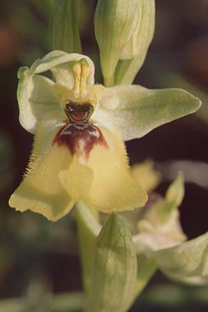 Ophrys lacaitae \ Lacaitas Ragwurz, Sizilien,  Ferla 27.4.1998 