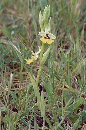 Ophrys lacaitae \ Lacaitas Ragwurz / Lacaita's Ophrys, Sizilien/Sicily,  Isnello 1.5.1998 