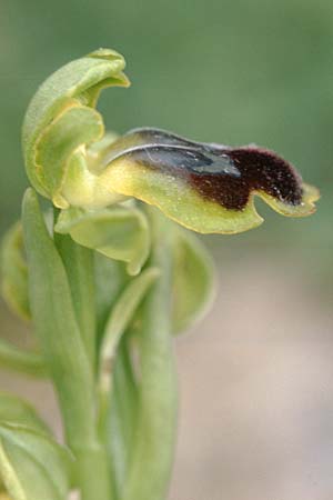 Ophrys laurensis \ Monte-Lauro-Ragwurz, Sizilien,  Buccheri 27.4.1998 