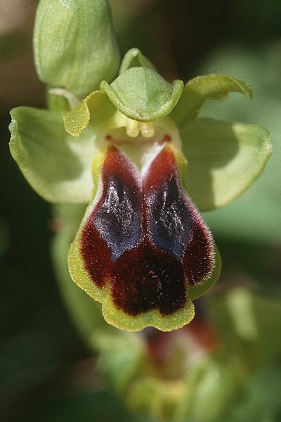 Ophrys laurensis \ Monte-Lauro-Ragwurz, Sizilien,  Buccheri 27.4.1998 
