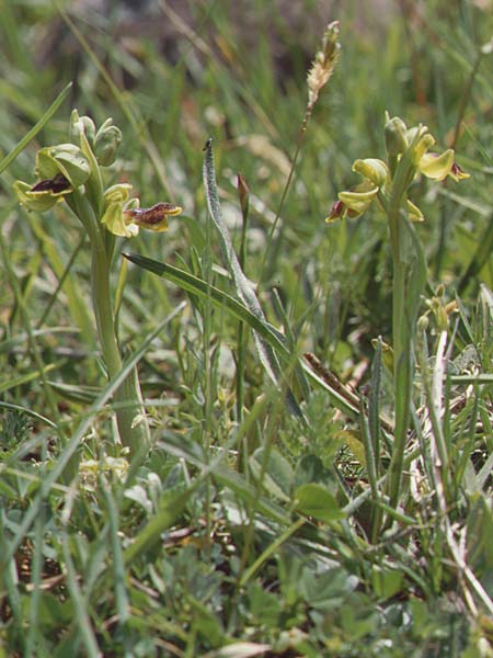 Ophrys laurensis \ Monte-Lauro-Ragwurz, Sizilien/Sicily,  Buccheri 27.4.1998 