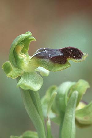 Ophrys laurensis \ Monte-Lauro-Ragwurz, Sizilien,  Buccheri 2.5.1998 