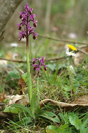 Anacamptis longicornu \ Langsporniges Knabenkraut / Long-spurred Orchid, Sizilien/Sicily,  Godrano 30.3.1998 