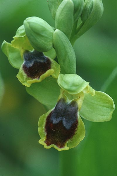 Ophrys archimedea \ Archimedes-Ragwurz / Archimedes Orchid, Sizilien/Sicily,  Niscemi 31.3.1998 