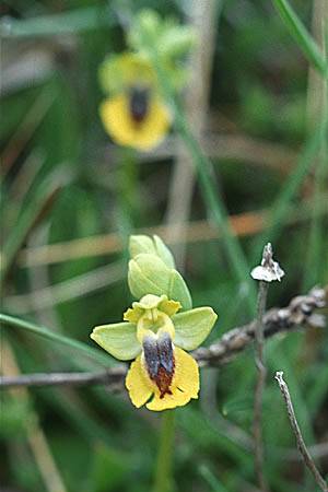 Ophrys phryganae ?, Sicily S. Stefano Quisquina 13.4.99
