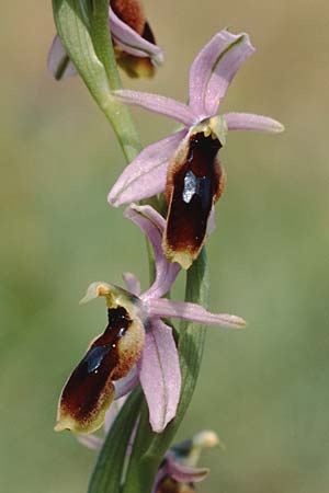 Ophrys lunulata \ Halbmond-Ragwurz, Sizilien,  Passo delle Pantanelle 31.3.1998 