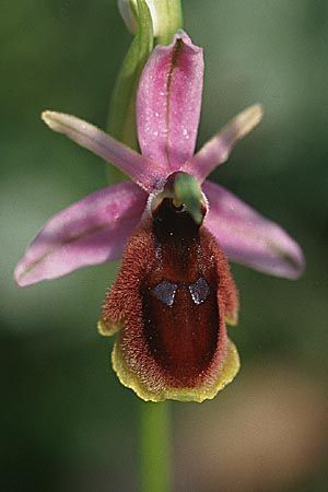 Ophrys lunulata \ Halbmond-Ragwurz / Crescent Ophrys, Sizilien/Sicily,  Niscemi 2.4.1998 