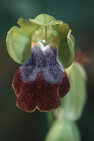 Ophrys forestieri \ Braune Ragwurz / Dull Orchid, Sizilien/Sicily,  Passo delle Pantanelle 11.3.2002 