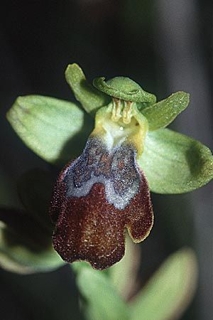 Ophrys forestieri \ Braune Ragwurz / Dull Orchid, Sizilien/Sicily,  Noto 11.3.2002 