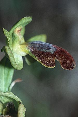 Ophrys forestieri, Sicilia Niscemi 11.3.02
