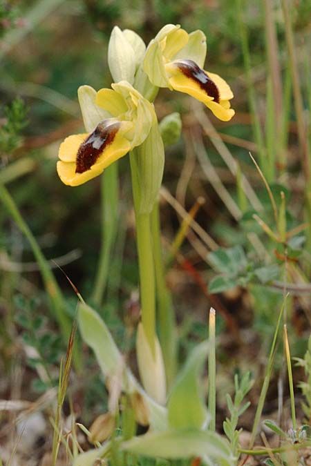 Ophrys lutea \ Gelbe Ragwurz / Yellow Bee Orchid, Sizilien/Sicily,  Palermo,Monte Catalfano 30.3.1998 