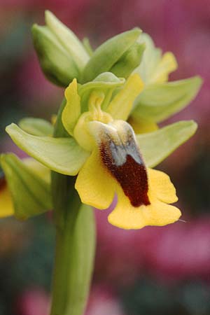 Ophrys lutea \ Gelbe Ragwurz / Yellow Bee Orchid, Sizilien/Sicily,  Passo delle Pantanelle 31.3.1998 