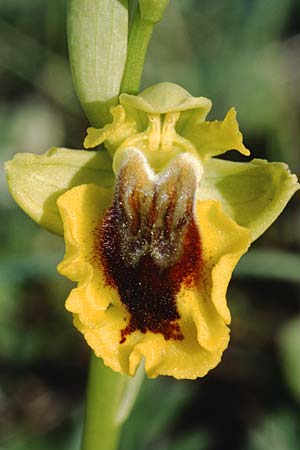 Ophrys lutea \ Gelbe Ragwurz / Yellow Bee Orchid, Sizilien/Sicily,  Ferla 4.4.1998 