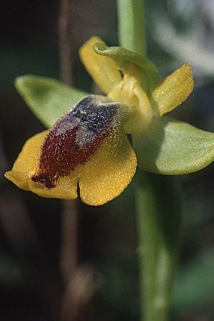 Ophrys lutea \ Gelbe Ragwurz / Yellow Bee Orchid, Sizilien/Sicily,  Passo delle Pantanelle 11.3.2002 