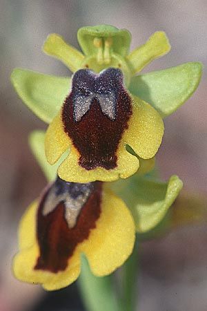 Ophrys lutea \ Gelbe Ragwurz / Yellow Bee Orchid, Sizilien/Sicily,  Niscemi 14.3.2002 